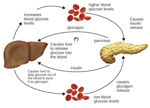 Anti Sugar LI4 Acupressure Point Relief Clip | Diabetes Relief Clip (Buy 1 Get 1 Offer)